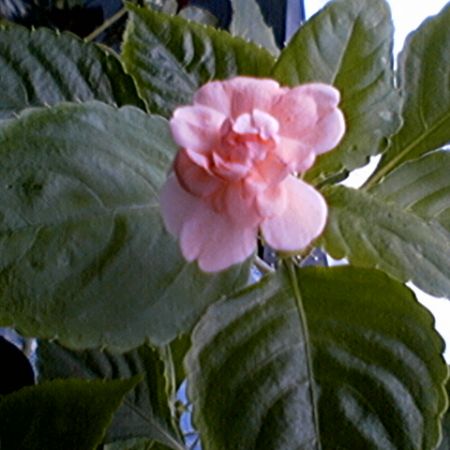 impatiens sau sporul casei